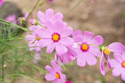 Pink cosmos flower (Cosmos Bipinnatus) background © Achira22
