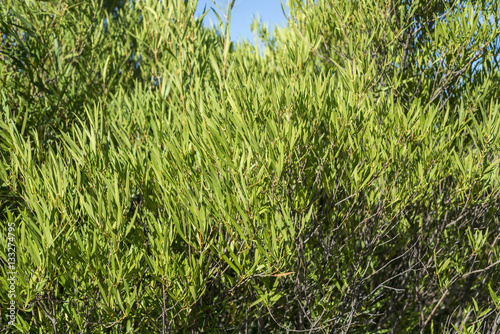 Tableau sur toile Foliage of Phillyrea angustifolia