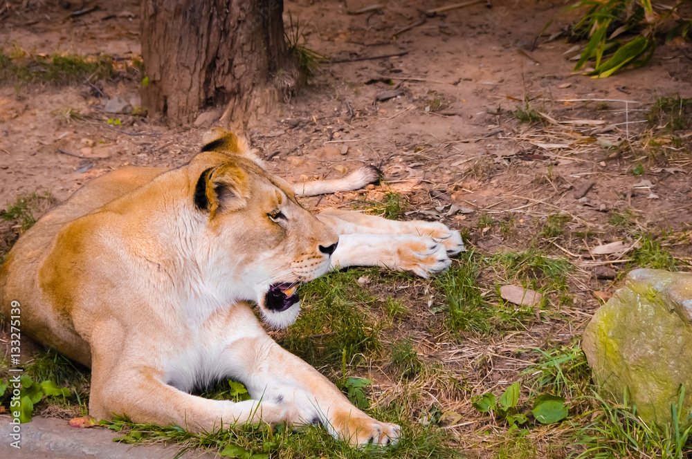Lioness Lioness