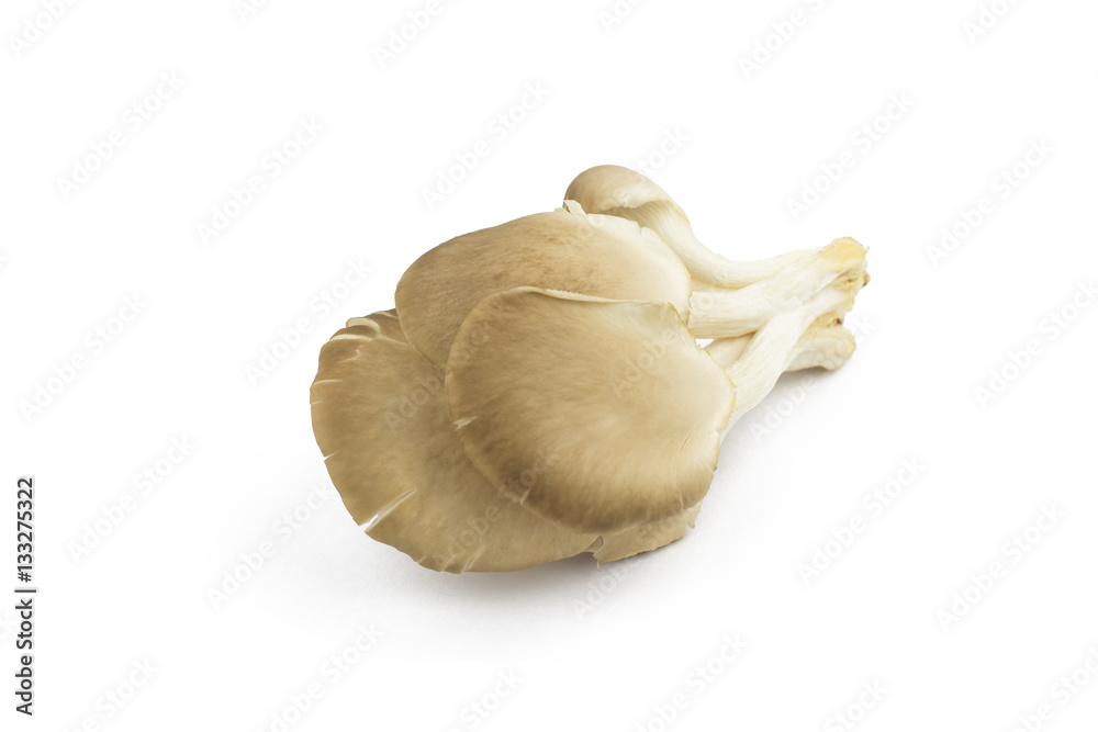 Fototapeta premium oyster mushroom on white background