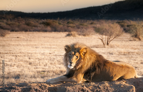Lion resting on a rock in Namibia  West Africa