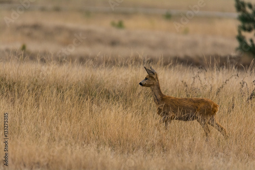 Junges Reh in der Graslandschaft des Nationalparks De Hoge Veluwe