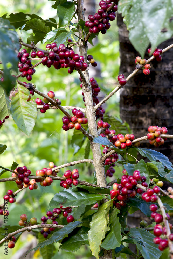 Obraz premium beautiful flower