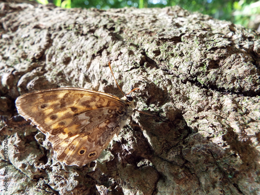 Fototapeta premium サトキマダラヒカゲ