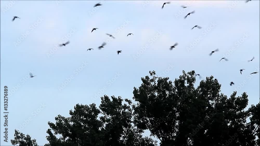 flock of crows circling in the sky
flock of crows circling in the sky