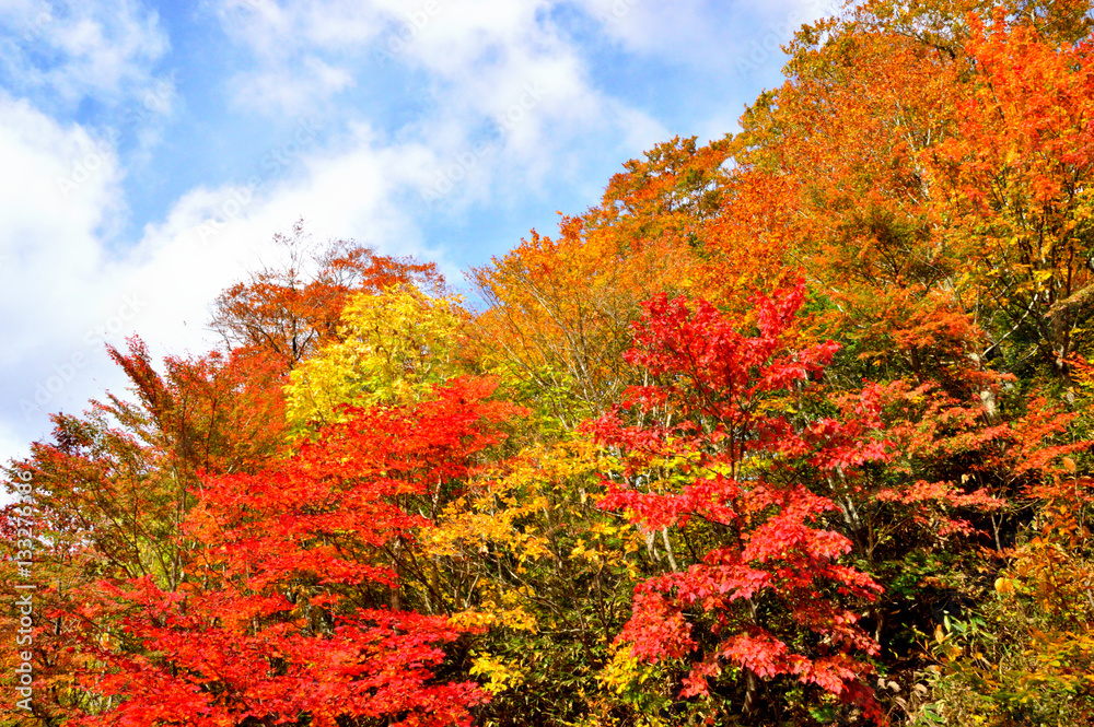 紅葉