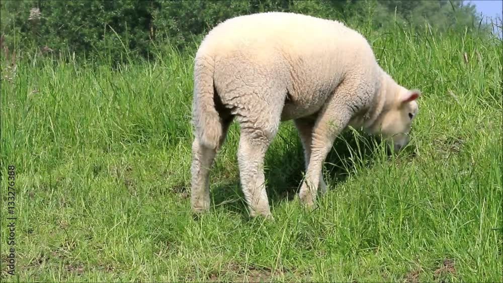 cute white lamb grazing on dike
cute white lamb grazing on dike