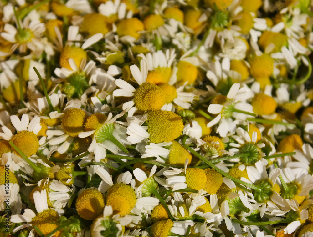 Background of chamomile flowers