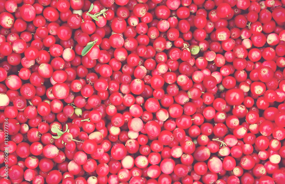 Freshly picked cranberries Freshly picked cranberries