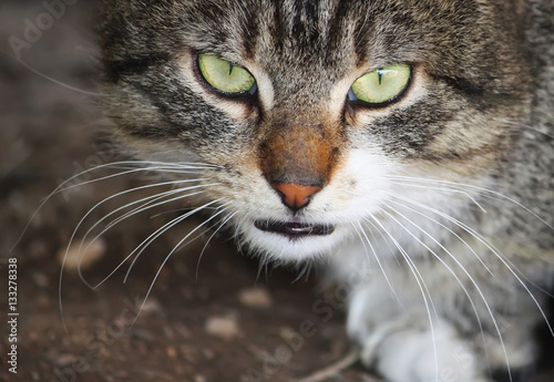 Funny young cat
