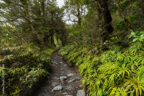 Path through Beech forest