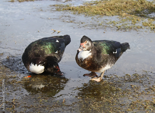 Domestic ducks on farm yard photo