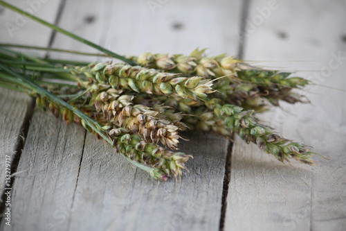 Triticale or Triticosecale plants, a hybrid of wheat and rye. photo