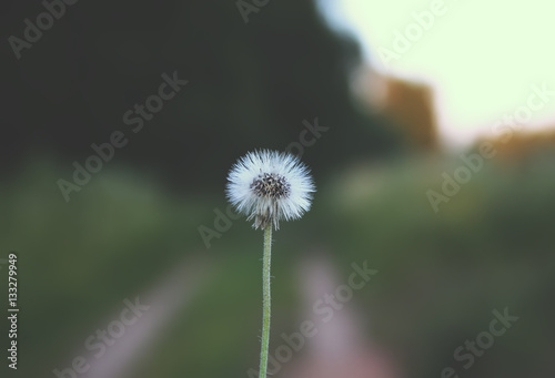 Dandelion seeds on nature background