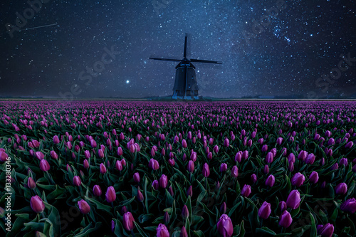 Night Field of Tulips and Windmill