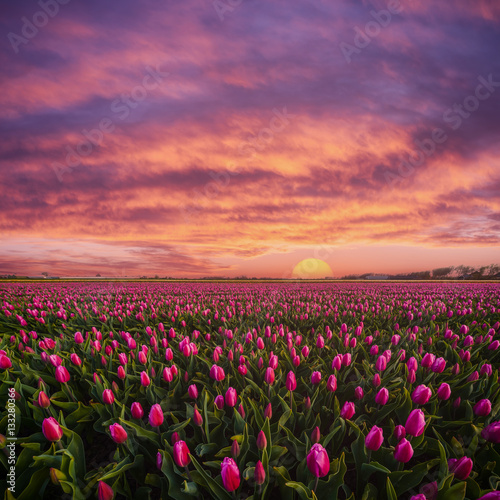 Fototapeta Naklejka Na Ścianę i Meble -  Beautuful Sunrise over Field of Tulips