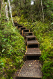 Wooden stairs through green lush forest