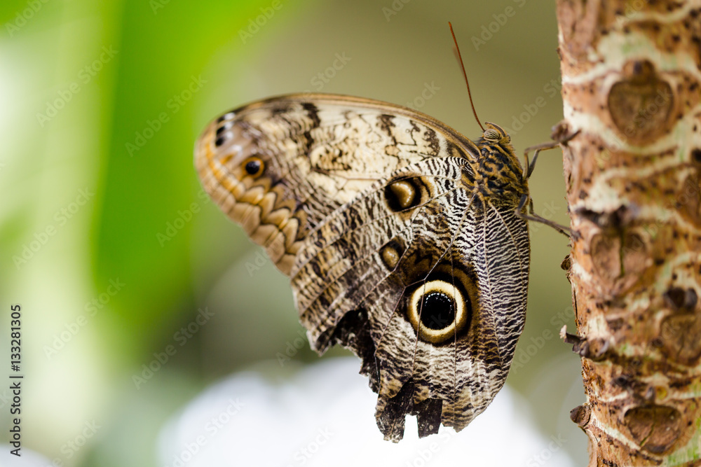 Exotic butterflies extreme macro shots in vibrant colors. Pale o Exotic butterflies extreme macro shots in vibrant colors. Pale o