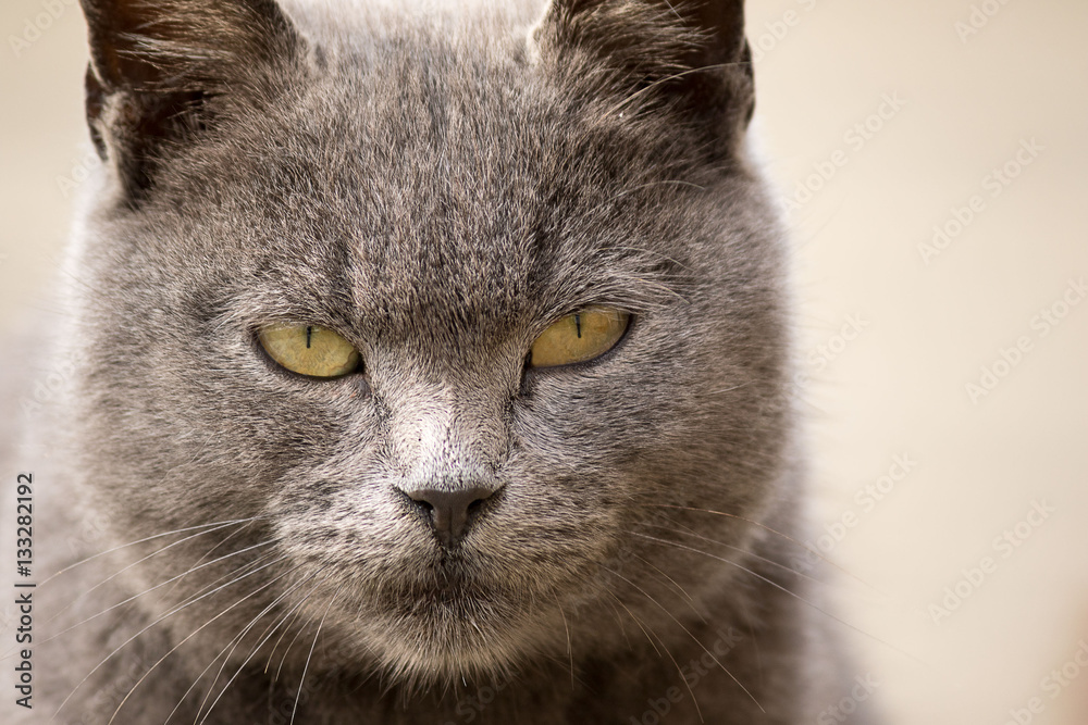 Portrait of female gray cat