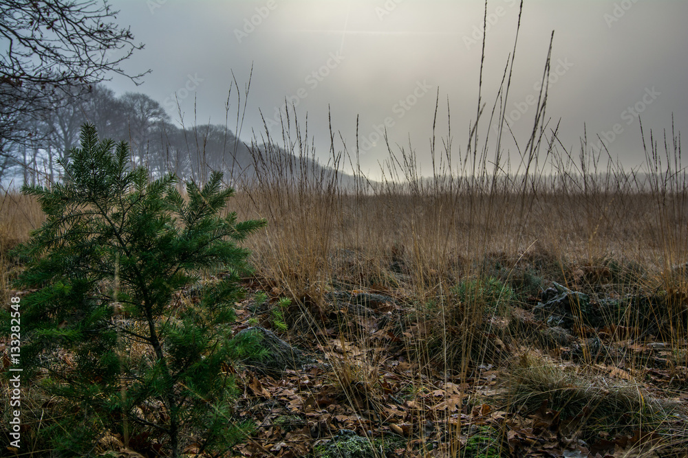 Morgendunst im Nationalpark De Hoge Veluwe Morgendunst im Nationalpark De Hoge Veluwe