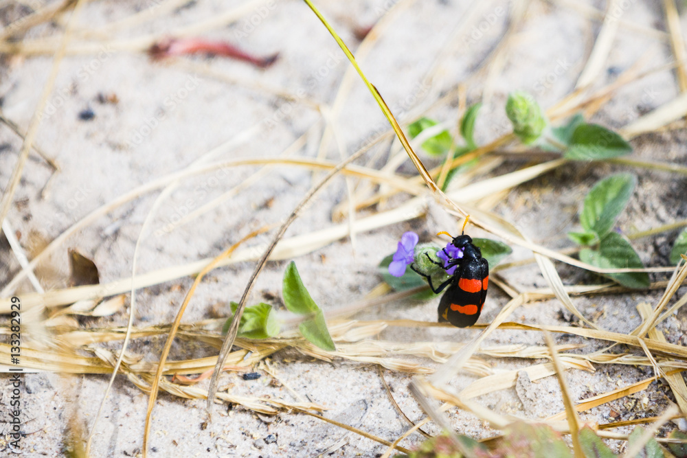 an insect on the ground an insect on the ground