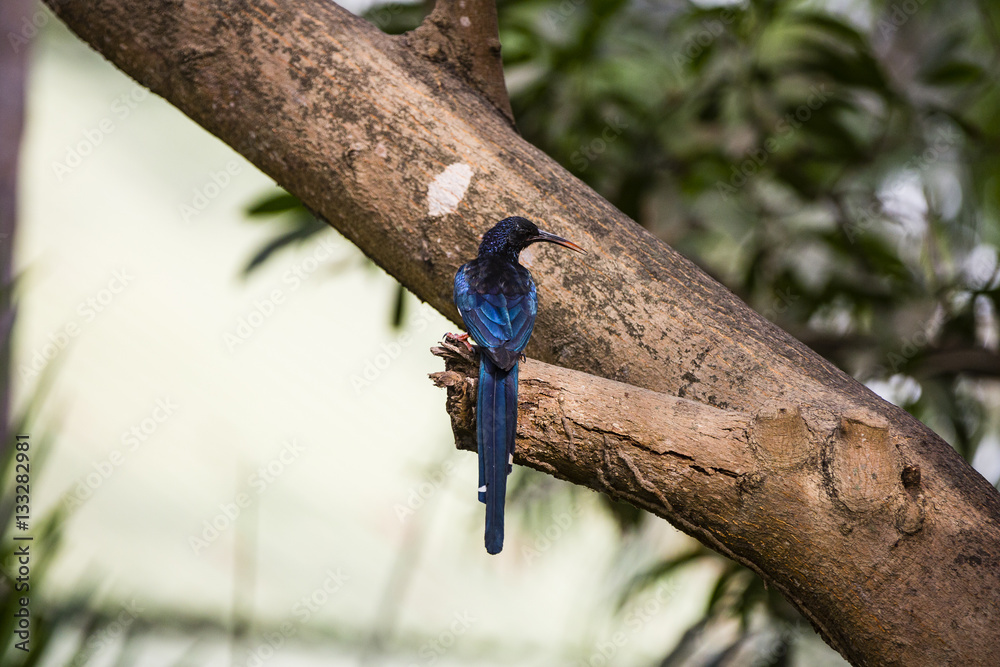 Naklejka premium Hoopoe in a tree