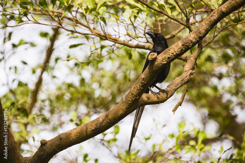 Piapiac in a tree photo