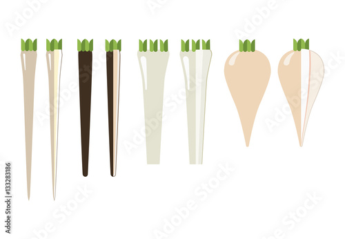 The rhizomes and roots, The rhizomes and roots: horseradish, salsify meadow, black salsify and parsnip. General view and in section, on a white background