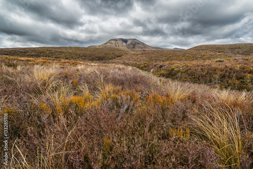 Beautiful alpine meadows in Tongariro national park