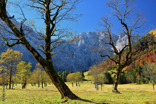 Ahornbäume am Großen Ahornboden im Herbst