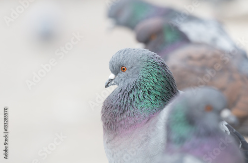 Taube mit weichem Bokeh Hintergrund photo