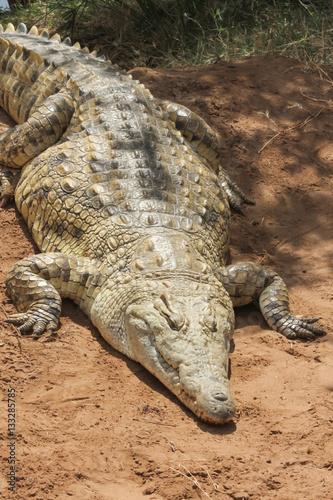 Coccodrillo nel parco nazionale dello Tsavo in Kenya