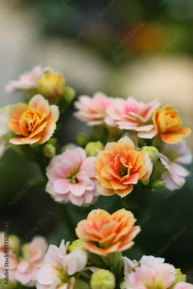 Kalanchoe Flowers Kalanchoe Flowers