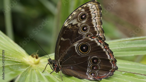 Schmetterling © Maul-Fotografie.de