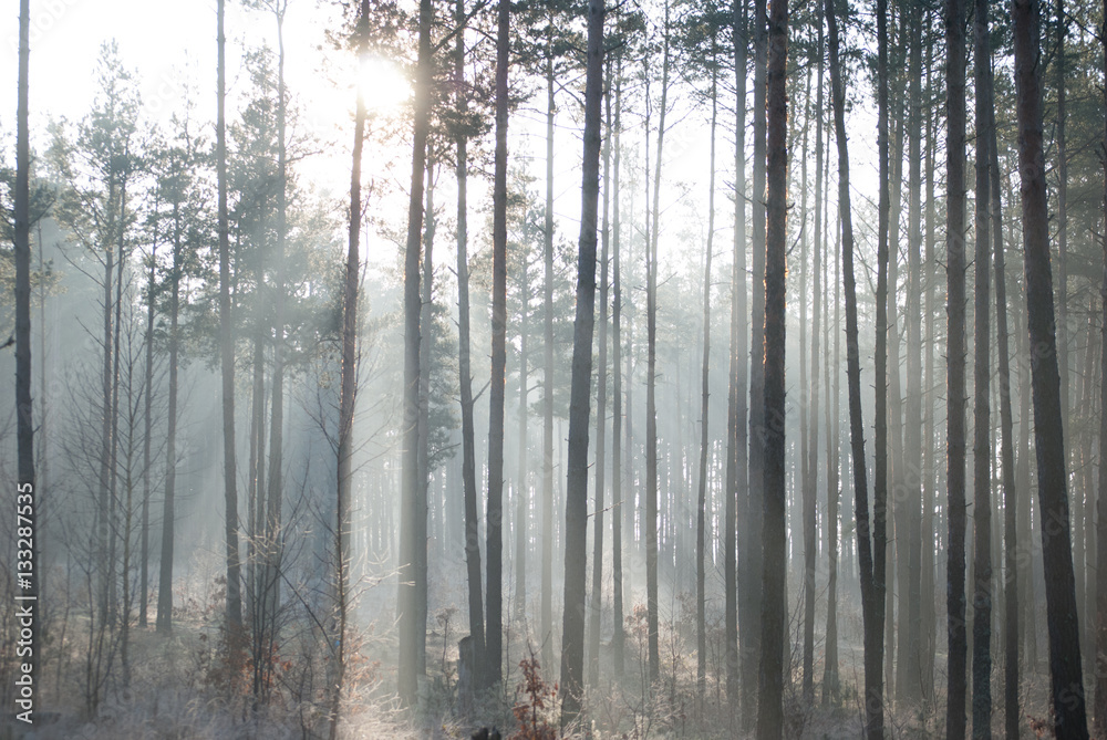 Calm foggy morning in pine forest Calm foggy morning in pine forest