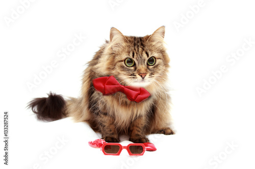 Cat in red glasses and red hat with a bow on the white background with space for writing