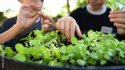 Selective focus at little seedling of vegetable in black soil and young children hand picking and gardening as home agriculture. Earth day concept