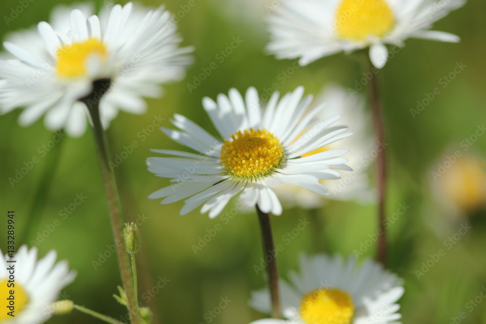 marguerites marguerites