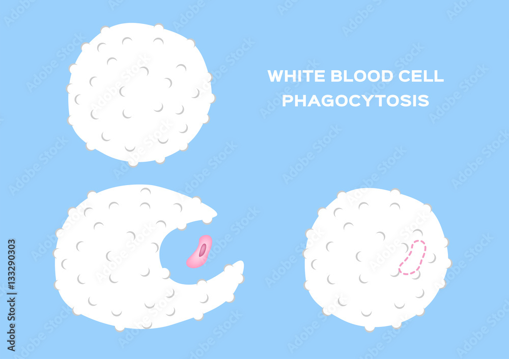 Vetor de white blood cell eating bacteria . anatomy vector do Stock