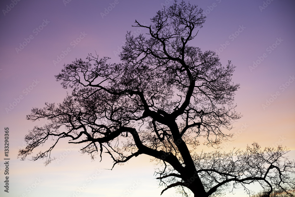 Enchanted tree silhouette against pink sky at sunset. Slightly simplified real photograph of a tee silhouette with a fantasy feel. Enchanted tree silhouette against pink sky at sunset. Slightly simplified real photograph of a tee silhouette with a fantasy feel.