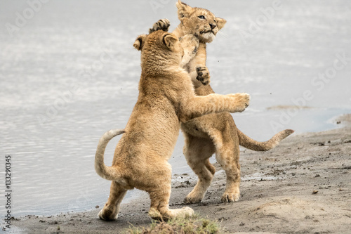 Lions at play