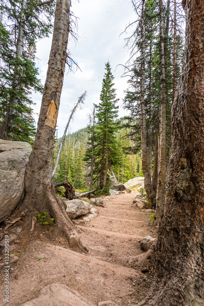 Fototapeta premium Stone stairway in mountain forest.