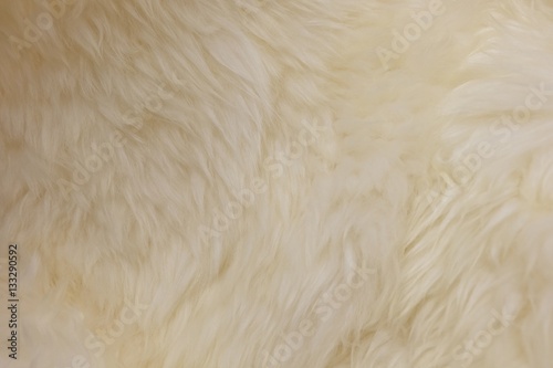 Detail of White Fluffy Wool Texture Background