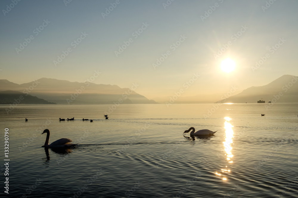 Swans at sunset on Lake Maggiore, Italy