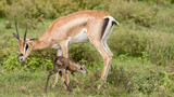 Gazelle, mother with new born baby