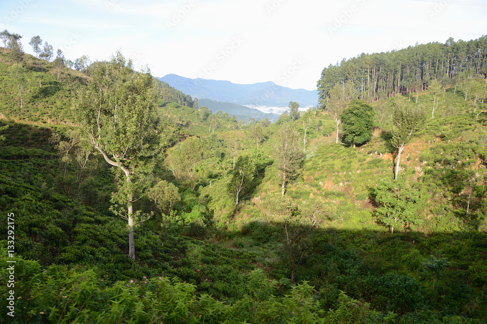 Train from Ella to Kandy among tea plantations and mountains, Sri Lanka