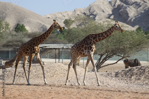 Canvas Print Two Giraffes