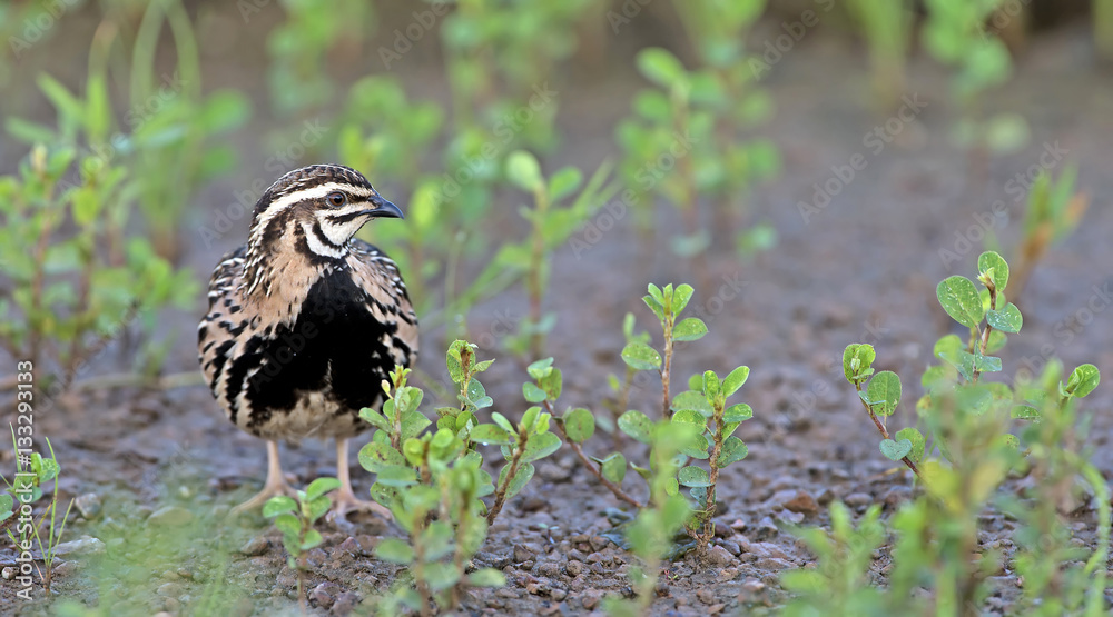 Obraz premium Bird, Rain Quail (Cotumix coromandelica) on the floor with littl