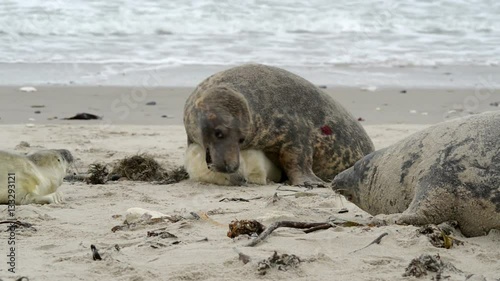 female grey seal reprimands her pup 11256
