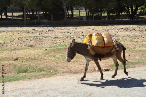 Warentransport mit einem Esel in Äthiopien photo